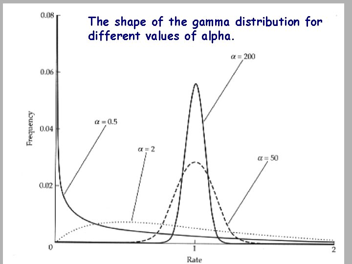 The shape of the gamma distribution for different values of alpha. 