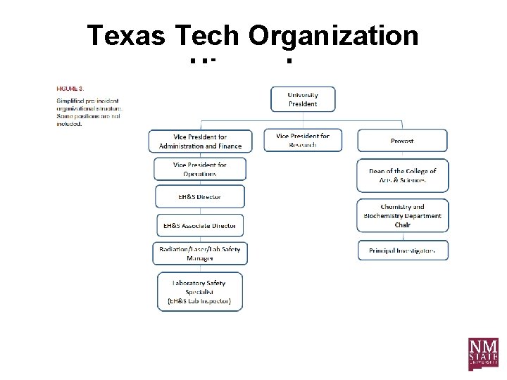 Texas Tech Organization Hierarchy 