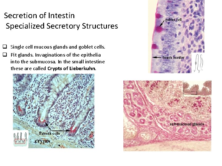 Secretion of Intestin Specialized Secretory Structures q Single cell mucous glands and goblet cells.