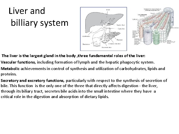 Liver and billiary system The liver is the largest gland in the body ,