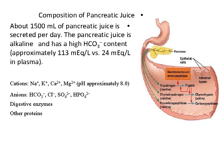 Composition of Pancreatic Juice • About 1500 m. L of pancreatic juice is •