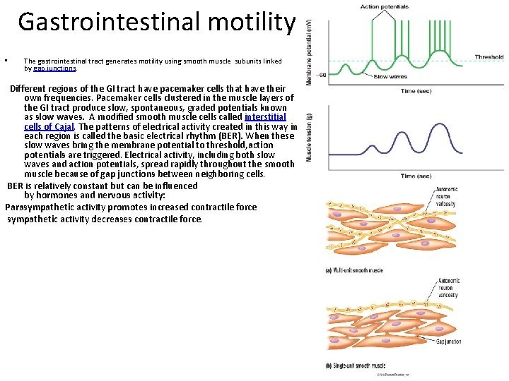 Gastrointestinal motility • The gastrointestinal tract generates motility using smooth muscle subunits linked by