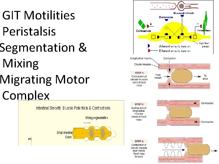 GIT Motilities Peristalsis Segmentation & Mixing Migrating Motor Complex 