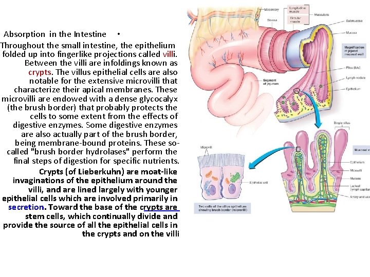 Absorption in the Intestine • Throughout the small intestine, the epithelium folded up into