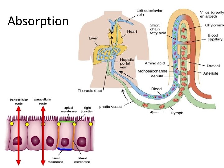 Absorption 