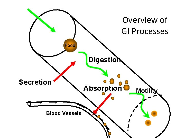 Overview of GI Processes Food Digestion Secretion Blood Vessels Absorption Motility 