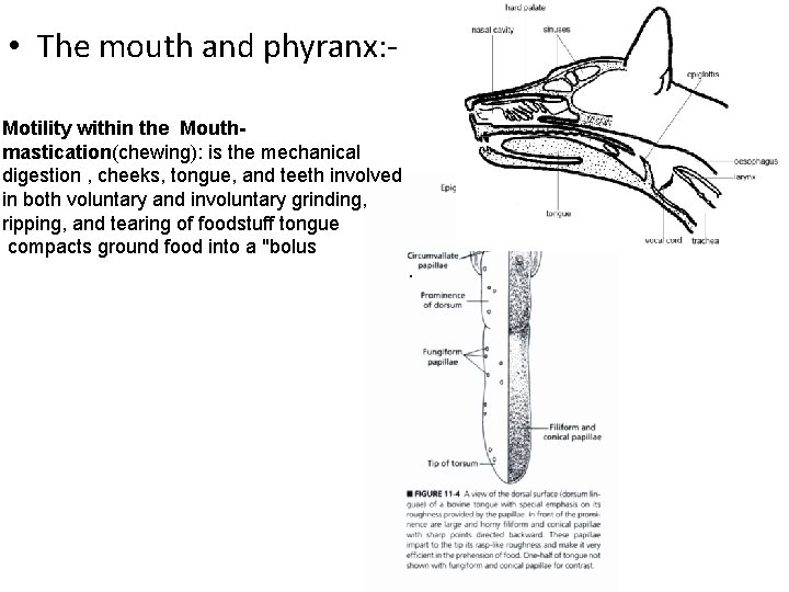  • The mouth and phyranx: Motility within the Mouthmastication(chewing): is the mechanical digestion