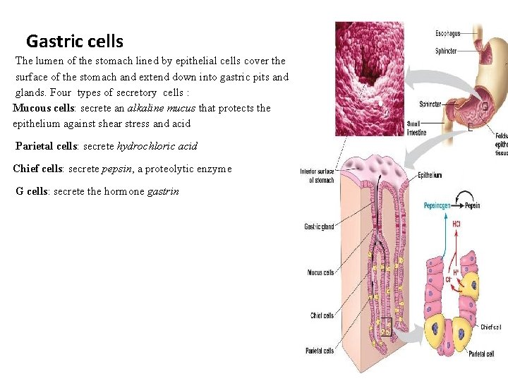 Gastric cells The lumen of the stomach lined by epithelial cells cover the surface
