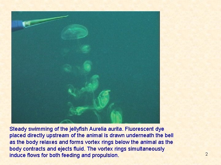 Steady swimming of the jellyfish Aurelia aurita. Fluorescent dye placed directly upstream of the
