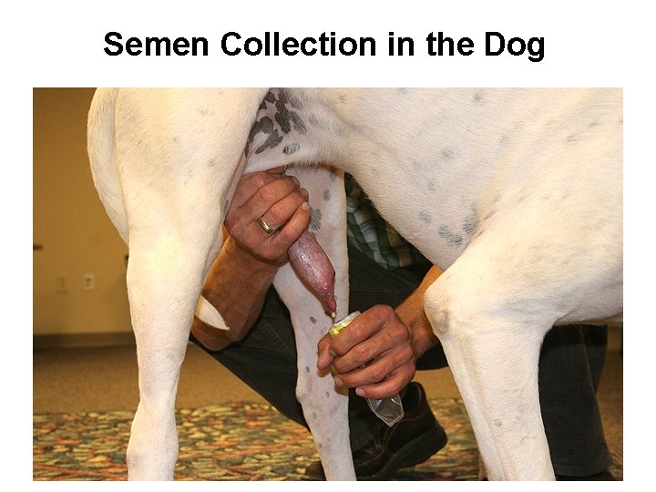 Semen Collection in the Dog 