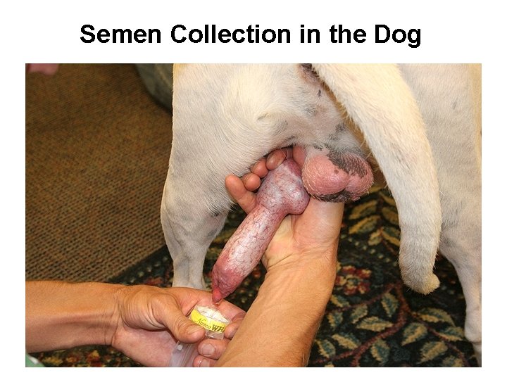 Semen Collection in the Dog 