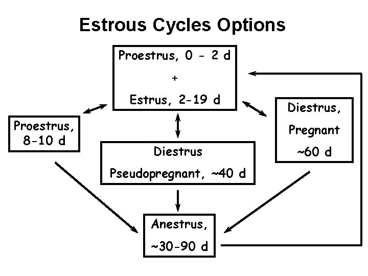 Estrous Cycles Options Proestrus, 0 - 2 d + Estrus, 2 -19 d Proestrus,
