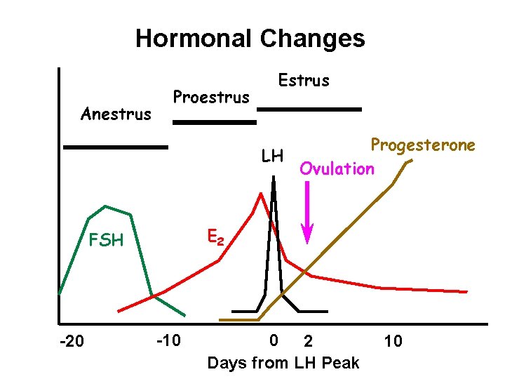 Hormonal Changes Anestrus Proestrus Estrus Progesterone LH Ovulation E 2 FSH -20 -10 0