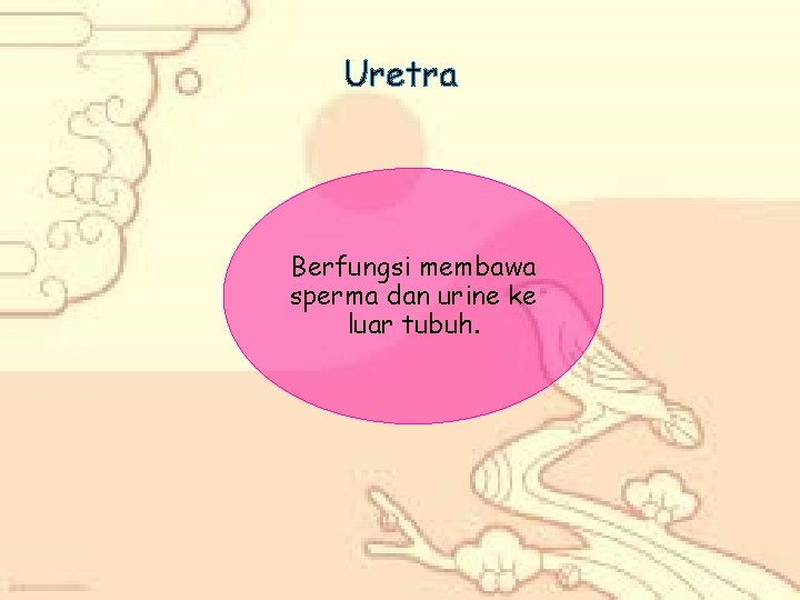 Uretra Berfungsi membawa sperma dan urine ke luar tubuh. 