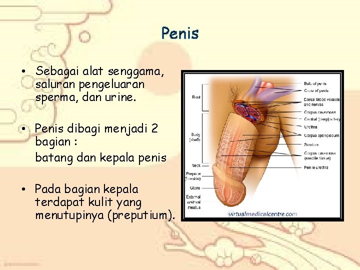 Penis • Sebagai alat senggama, saluran pengeluaran sperma, dan urine. • Penis dibagi menjadi