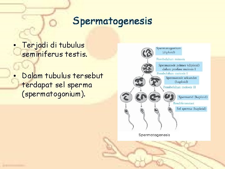 Spermatogenesis • Terjadi di tubulus seminiferus testis. • Dalam tubulus tersebut terdapat sel sperma