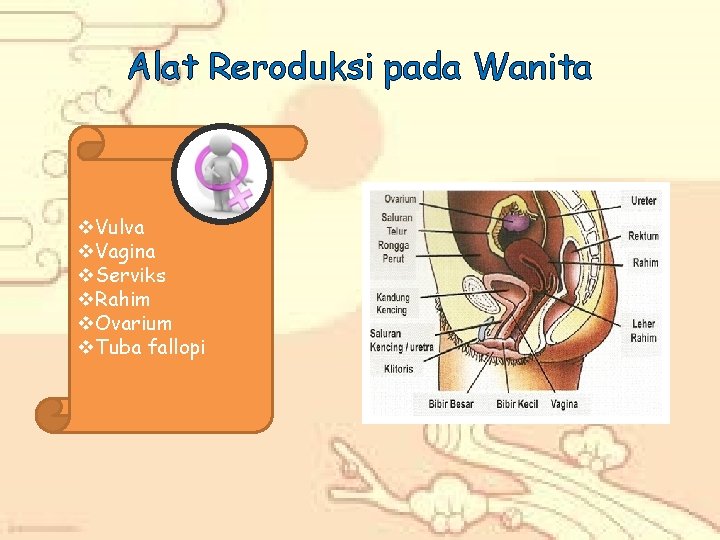 Alat Reroduksi pada Wanita v. Vulva v. Vagina v. Serviks v. Rahim v. Ovarium