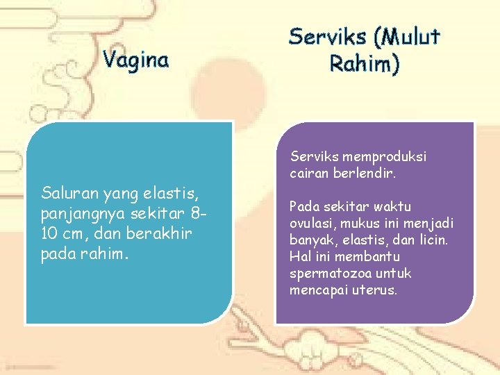 Vagina Saluran yang elastis, panjangnya sekitar 810 cm, dan berakhir pada rahim. Serviks (Mulut