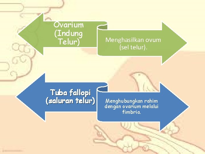 Ovarium (Indung Telur) Tuba fallopi (saluran telur) Menghasilkan ovum (sel telur). Menghubungkan rahim dengan