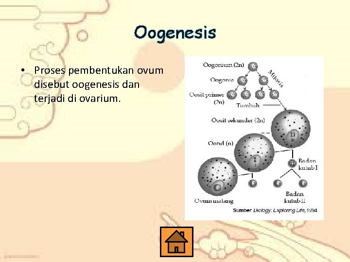 Oogenesis • Proses pembentukan ovum disebut oogenesis dan terjadi di ovarium. 