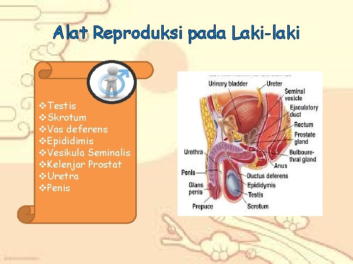 Alat Reproduksi pada Laki-laki v. Testis v. Skrotum v. Vas deferens v. Epididimis v.