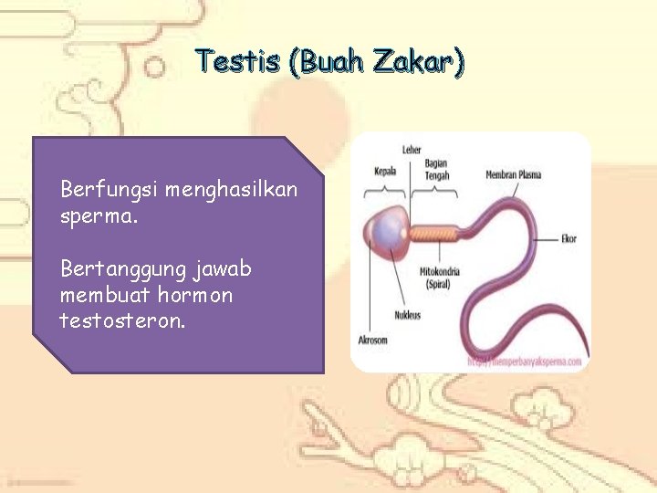 Testis (Buah Zakar) Berfungsi menghasilkan sperma. Bertanggung jawab membuat hormon testosteron. 