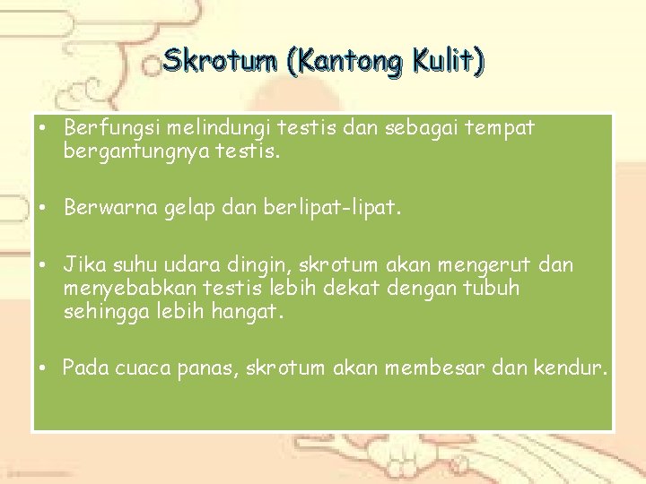 Skrotum (Kantong Kulit) • Berfungsi melindungi testis dan sebagai tempat bergantungnya testis. • Berwarna