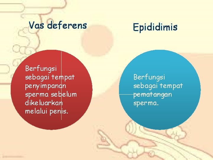 Vas deferens Berfungsi sebagai tempat penyimpanan sperma sebelum dikeluarkan melalui penis. Epididimis Berfungsi sebagai