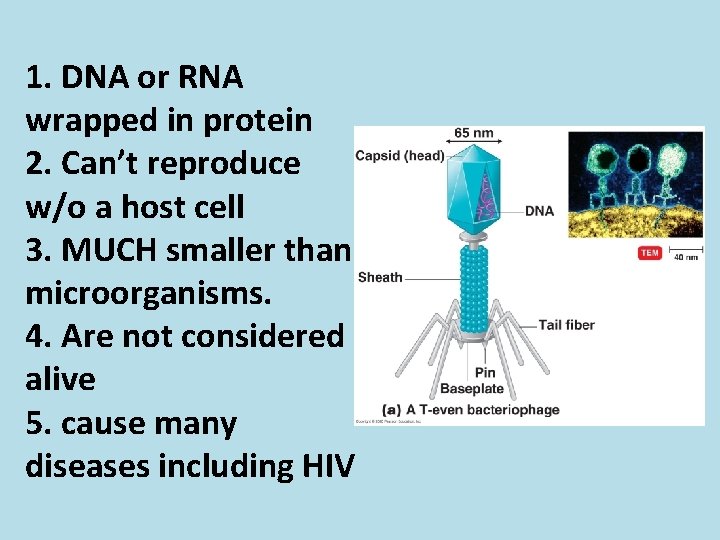 1. DNA or RNA wrapped in protein 2. Can’t reproduce w/o a host cell