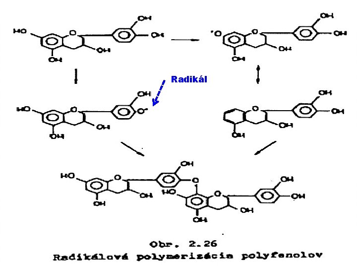 Radikál 23. 10. 2019 PŘÍRODNÍ POLYMERY lignin, třísloviny a huminové kyseliny 39 