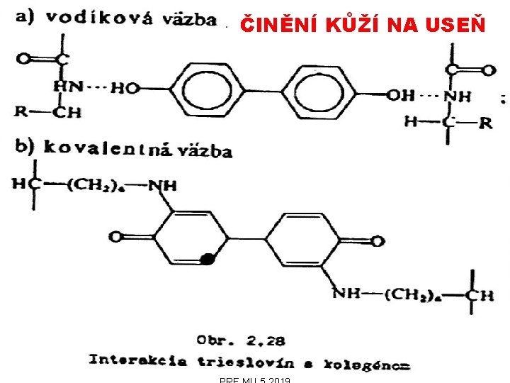 ČINĚNÍ KŮŽÍ NA USEŇ 23. 10. 2019 PŘÍRODNÍ POLYMERY lignin, třísloviny a huminové kyseliny