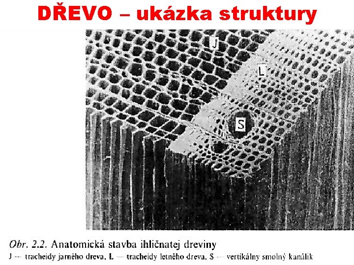 DŘEVO – ukázka struktury 23. 10. 2019 PŘÍRODNÍ POLYMERY lignin, třísloviny a huminové kyseliny