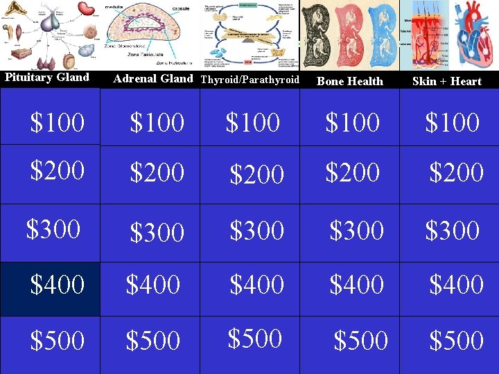 Pituitary Gland Adrenal Gland Thyroid/Parathyroid Thyrotoxicosis Bone Health Skin + Heart $100 $100 $200