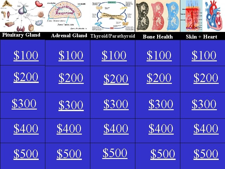 Pituitary Gland Adrenal Gland Thyroid/Parathyroid Thyrotoxicosis Bone Health Skin + Heart $100 $100 $200