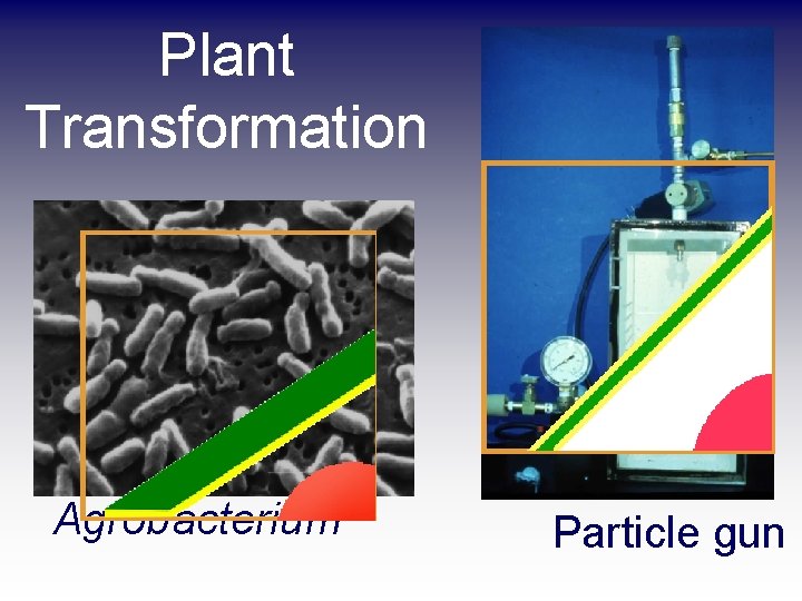 Plant Transformation Agrobacterium Particle gun 