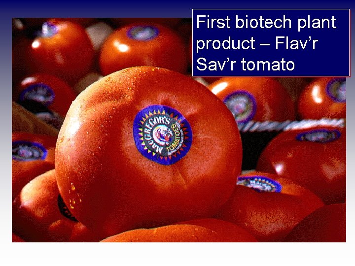 First biotech plant product – Flav’r Sav’r tomato 