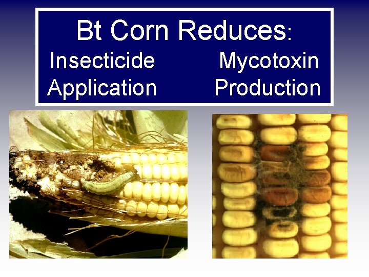Bt Corn Reduces: Insecticide Application Mycotoxin Production 