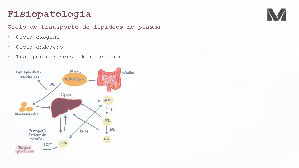 Fisiopatologia Ciclo de transporte de lipídeos no plasma • Ciclo exógeno • Ciclo endógeno