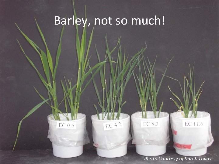 Barley, not so much! Photo Courtesy of Sarah Lovas 