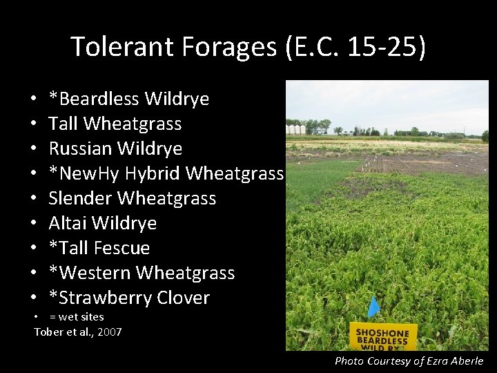 Tolerant Forages (E. C. 15 -25) • • • *Beardless Wildrye Tall Wheatgrass Russian