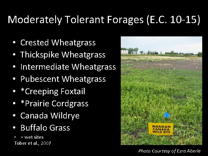 Moderately Tolerant Forages (E. C. 10 -15) • • Crested Wheatgrass Thickspike Wheatgrass Intermediate