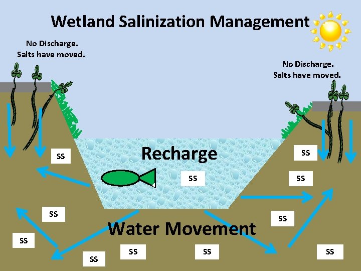 Wetland Salinization Management No Discharge. Salts have moved. Recharge SS SS SS Water Movement