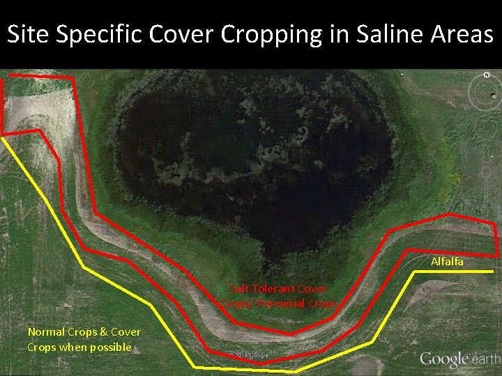 Site Specific Cover Cropping in Saline Areas Alfalfa Salt Tolerant Cover Crops/ Perennial Crops