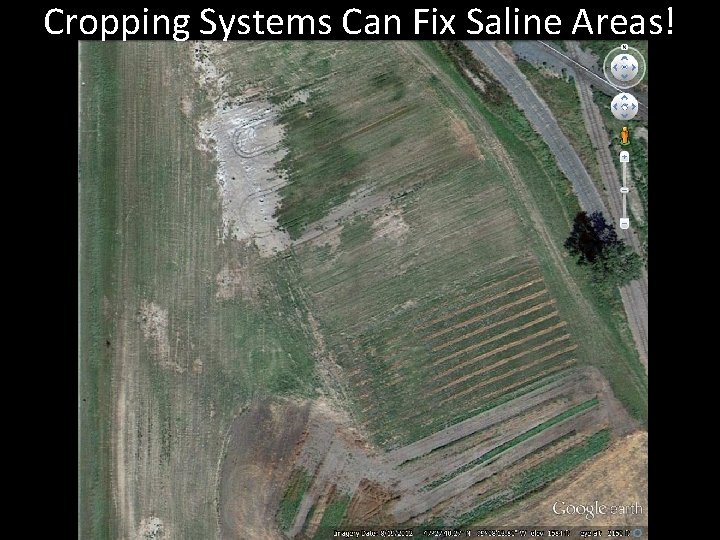 Cropping Systems Can Fix Saline Areas! 