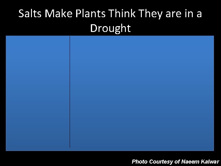 Salts Make Plants Think They are in a Drought Photo Courtesy of Naeem Kalwar