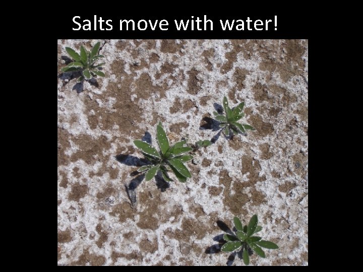 Salts move with water! 
