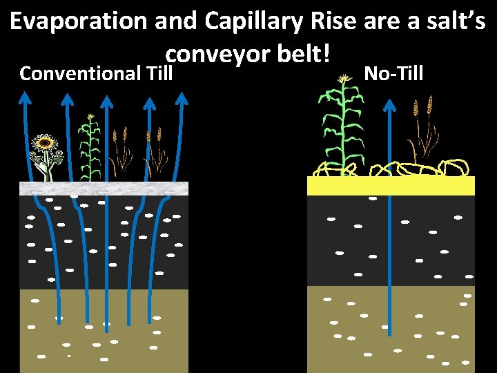 Evaporation and Capillary Rise are a salt’s conveyor belt! Conventional Till No-Till 