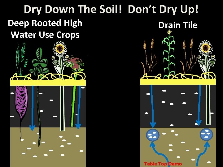 Dry Down The Soil! Don’t Dry Up! Deep Rooted High Water Use Crops Drain