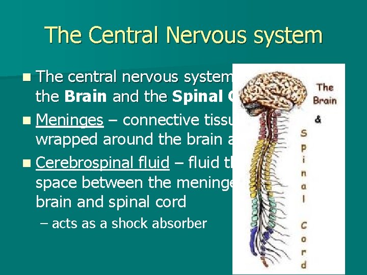 The Central Nervous system n The central nervous system is made up of the