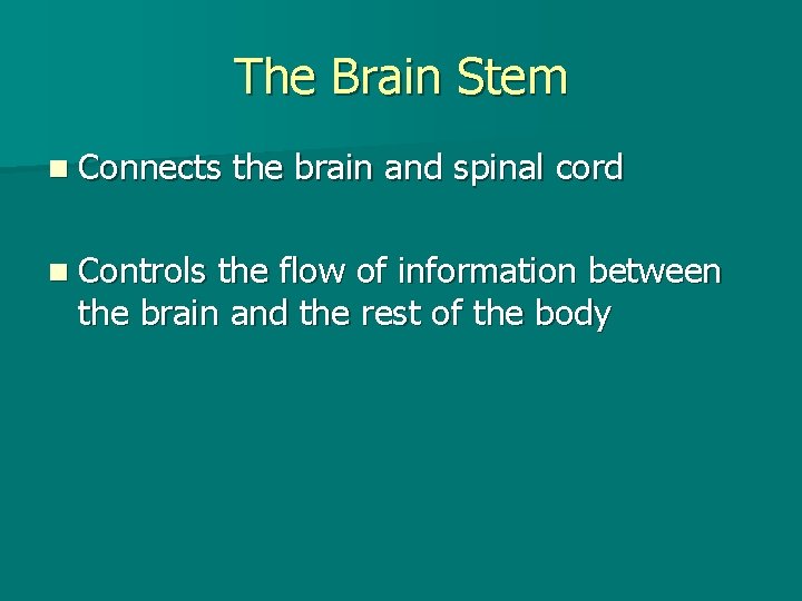 The Brain Stem n Connects n Controls the brain and spinal cord the flow